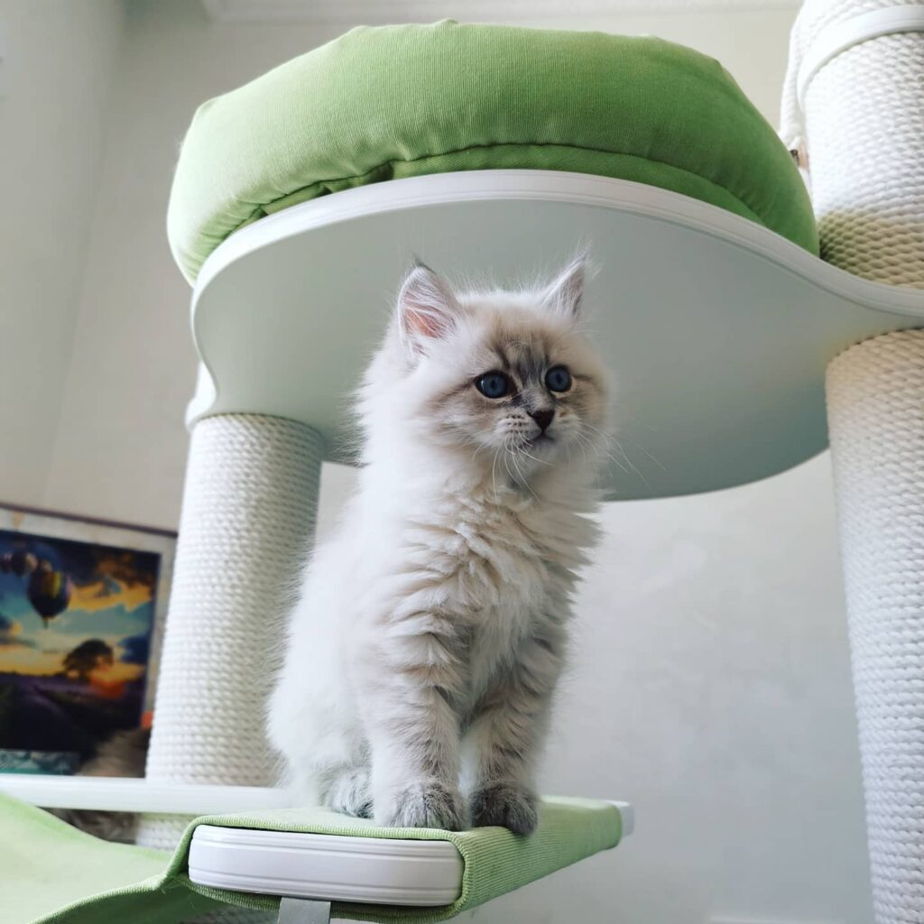 Hypoallergenic Siberian Kittens For Sale Near Me