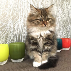 siberian cat for sale